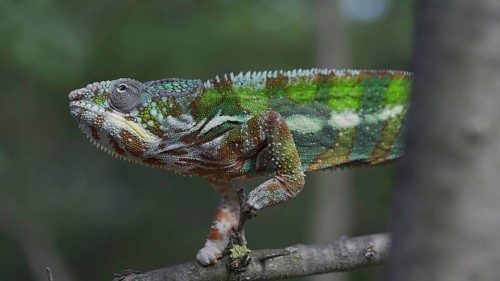 Bright Panther chameleon