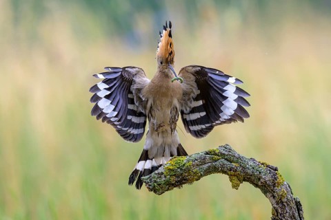 Hoopoe