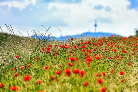 Corn poppy blossom in a barley field with a view of the telecommunications tower