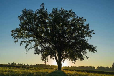 Old English oak