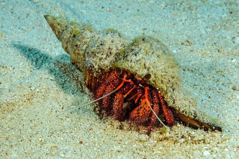 Hermit crab