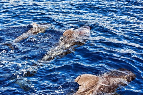 Pilot whale