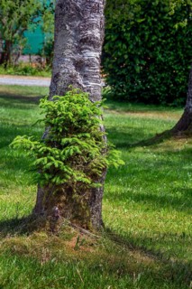 A young fir tree