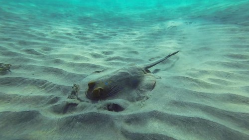 Stingray searches for food at the bottom on sunny day. Blue spotted Stingray or Bluespotted Ribbontail Ray