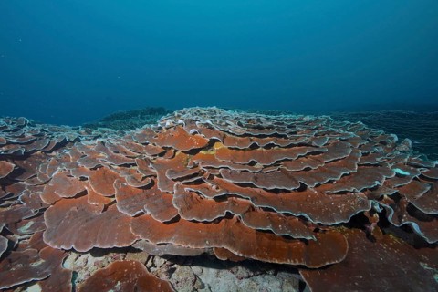 Giant Lettuce Coral