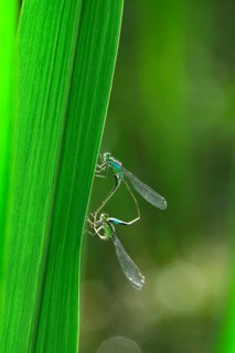 Dragonfly wheel