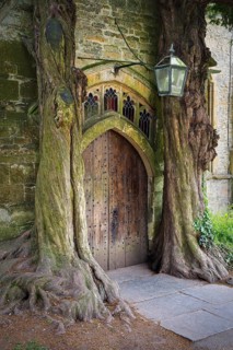 Two old english yew