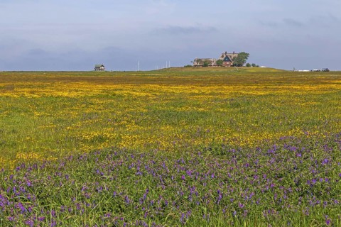 Hallig Hooge