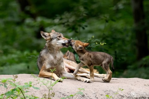 European gray wolf