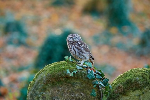 Little Owl