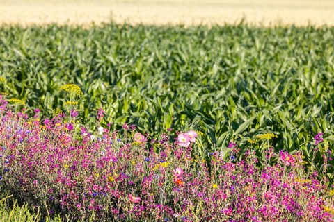 Flowering marginal strips next to agricultural monocultures