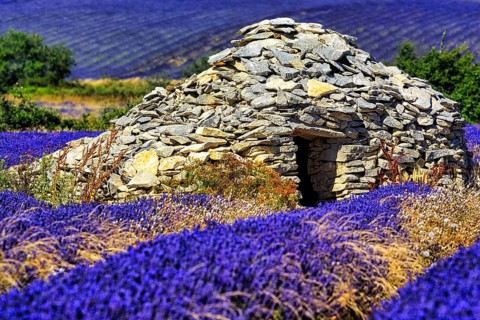 Lavender fields with borie