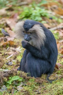Lion-tailed macaque