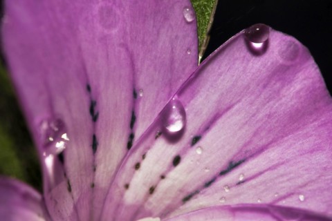 Water droplets on a common corncockle
