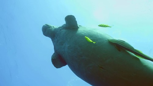 Sea Cow