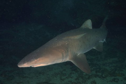 Sand tiger shark