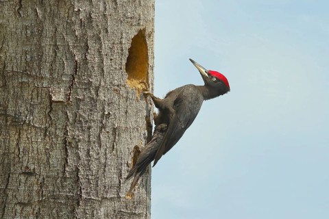 Black Woodpecker