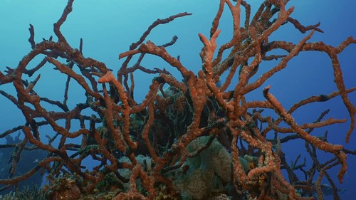 Coral reef covereg with bright Red Sponges. Toxic Finger-Sponge