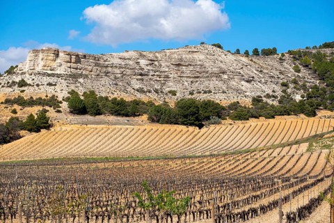 Wine landscape in the Ribera del Duero appellation of origin area in the province of Valladolid in Spain