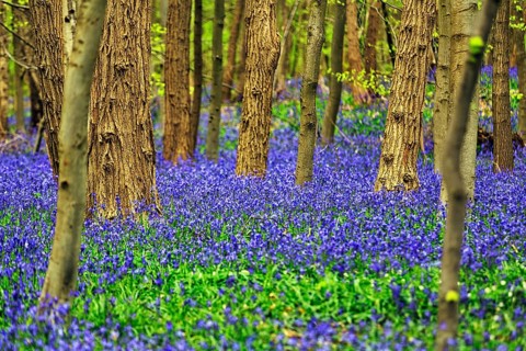 Common bluebell