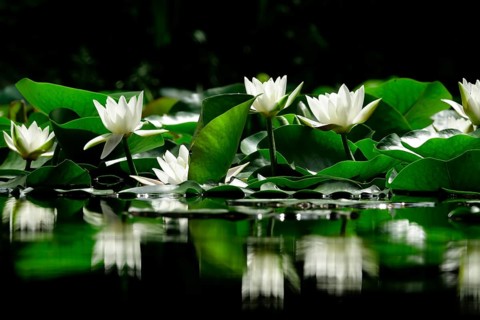 Picturesque white water lilies
