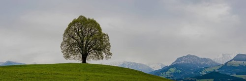 Peace lime tree