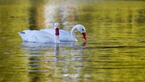 A pair of Coscoroba