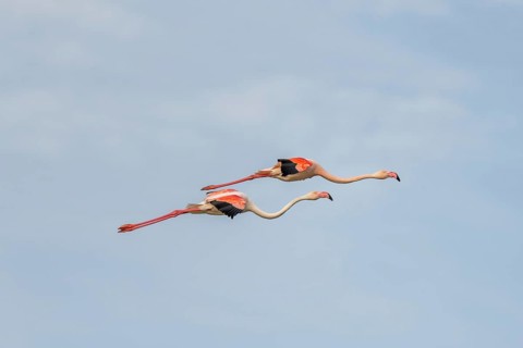 Greater Flamingos