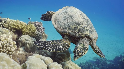 Top view of Hawksbill Sea Turtle