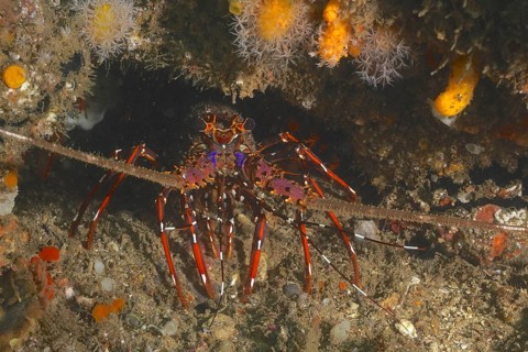 Long-legged spiny crayfish