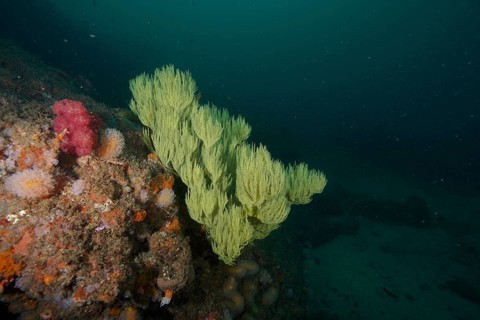 Green shrub gorgonian