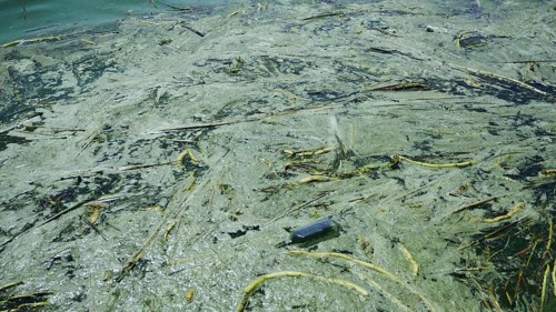 In Black Sea Blue-green algae blooms