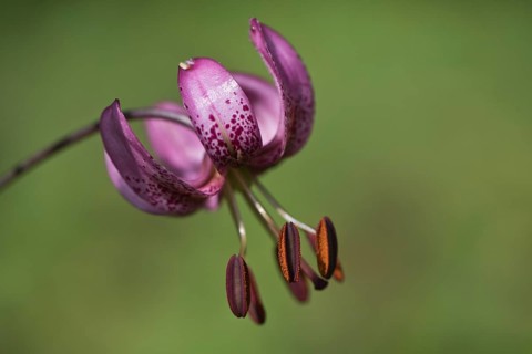 Martagon lily