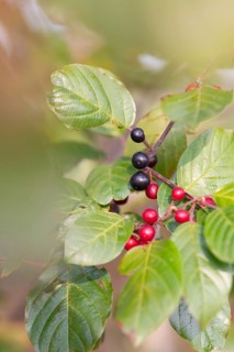 Alder buckthorn