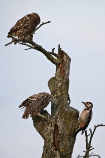 Little Owl
