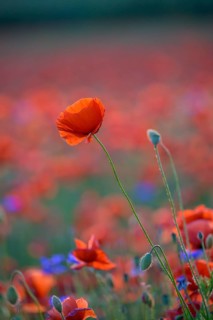 Poppy flowers