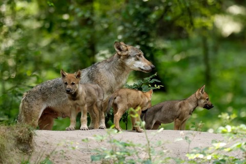 European gray wolf