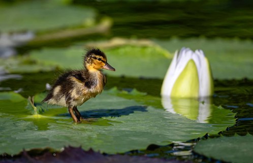 Ducklings Mallard