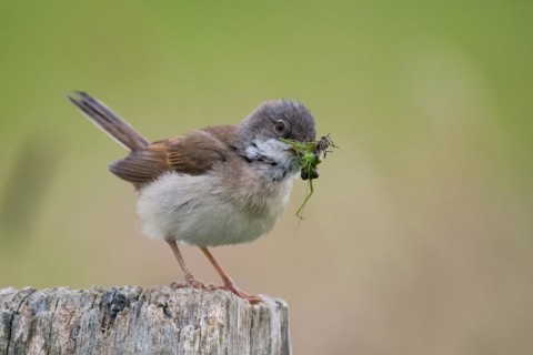Common whitethroat