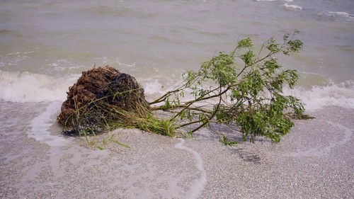 Tree with floating debris has reached Black Sea coastal zone in Odessa
