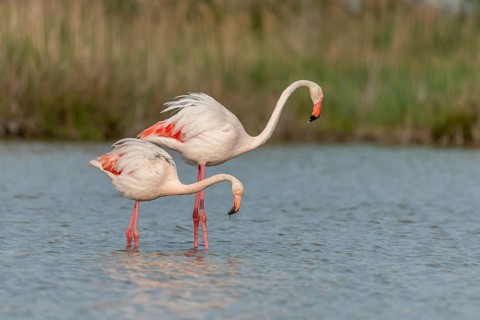Greater Flamingo