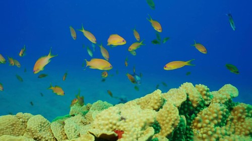 School of Sea Goldie or Lyretail Anthias