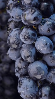 Bunch of ripe juicy grapes with drops of water