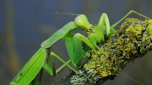 Large female green praying mantis greedily eating green grasshopper sitting on tree branch covered with lichen. Transcaucasian tree mantis