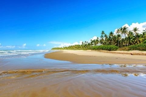 Sargi beach surrounded by coconut trees and completely deserted on a summer morning in Serra Grande on the coast of Bahia