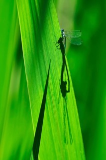 Dragonfly wheel