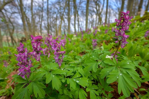 Hollow larkspur