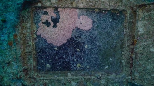 Sea animals growing on window glass of cabin of ferry Salem Express shipwreck