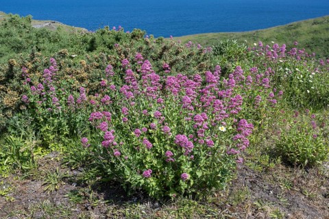 Red valerian