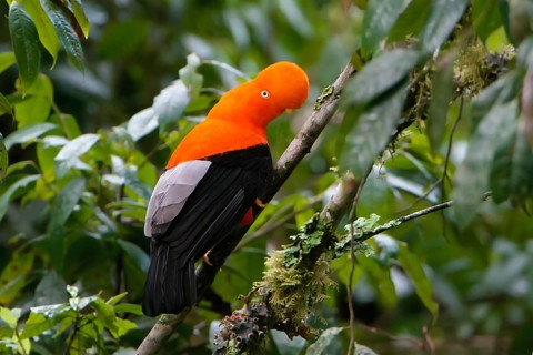 Male Andean cock-of-the-rock